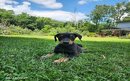 Doberman Pinscher dogs for sale: Dominic - Image 1