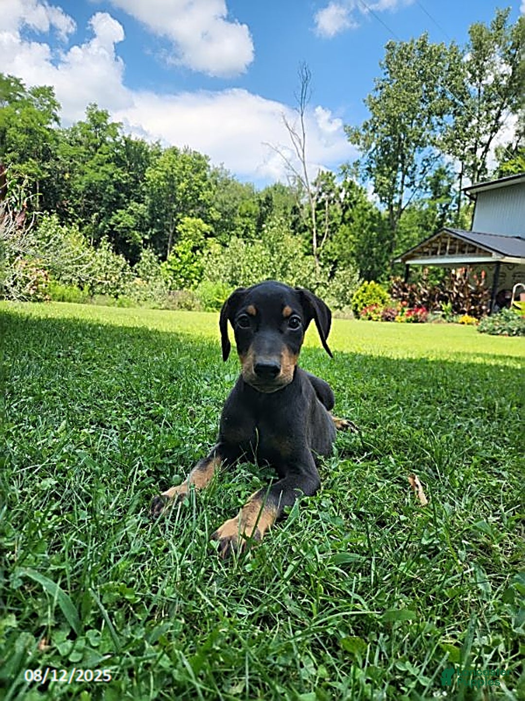 Doberman Pinscher dogs for sale: Dominic - Image 1