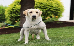 Labrador Retriever dogs for sale: Barbie - Image 6