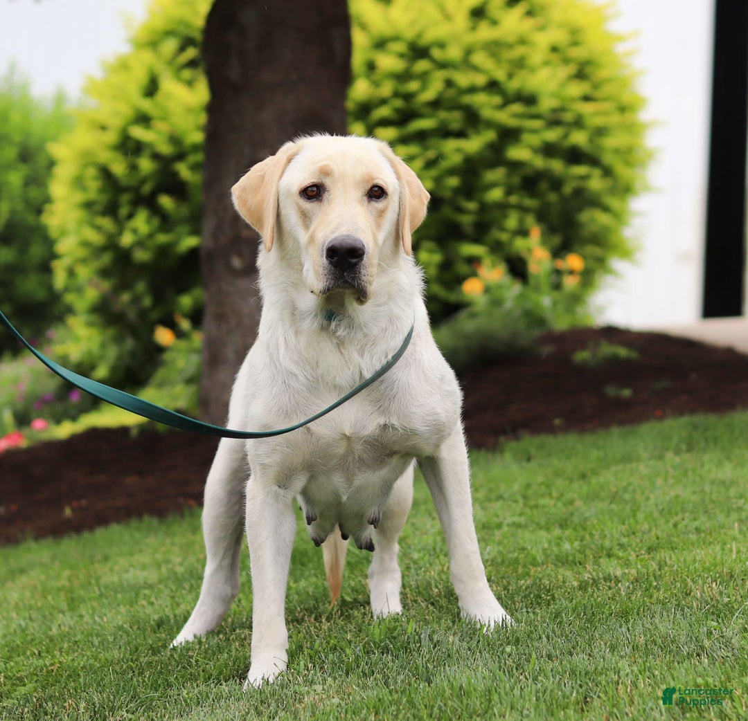 Labrador Retriever dogs for sale: Barbie - Image 6