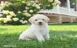 Mini Goldendoodle dogs for sale: Hickory - Image 4
