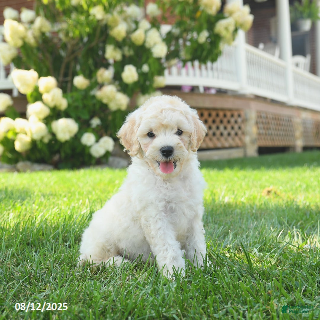 Mini Goldendoodle dogs for sale: Hickory - Image 4