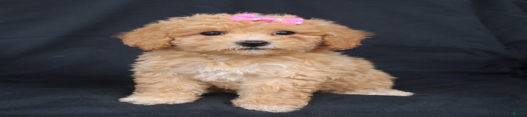 Betsy