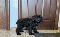 Cockapoo dogs for sale: Benjamin - Image 6