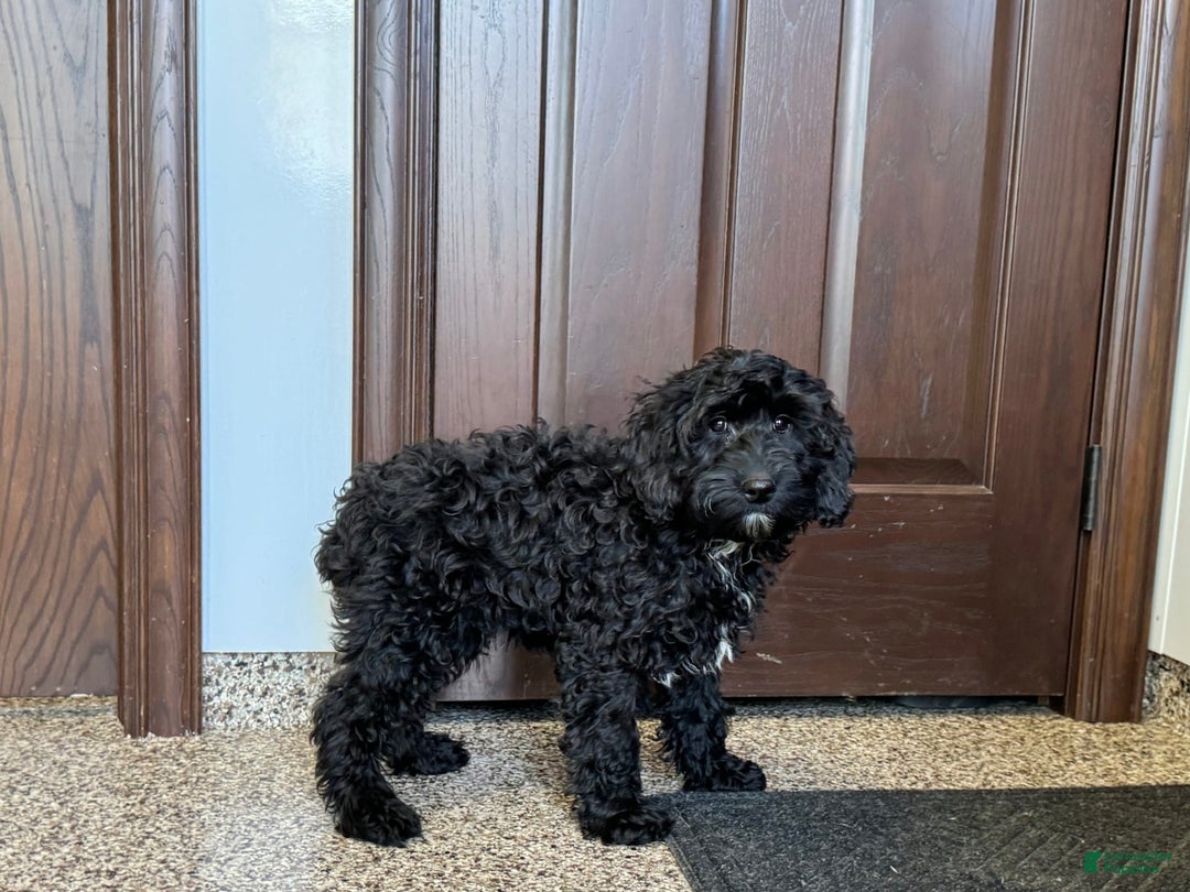 Cockapoo dogs for sale: Benjamin - Image 6