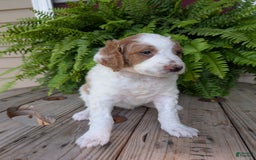 Goldendoodle dogs for sale: Willow - Image 17