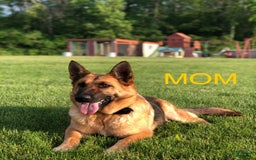 German Shepherd dogs for sale: Ben - Image 5