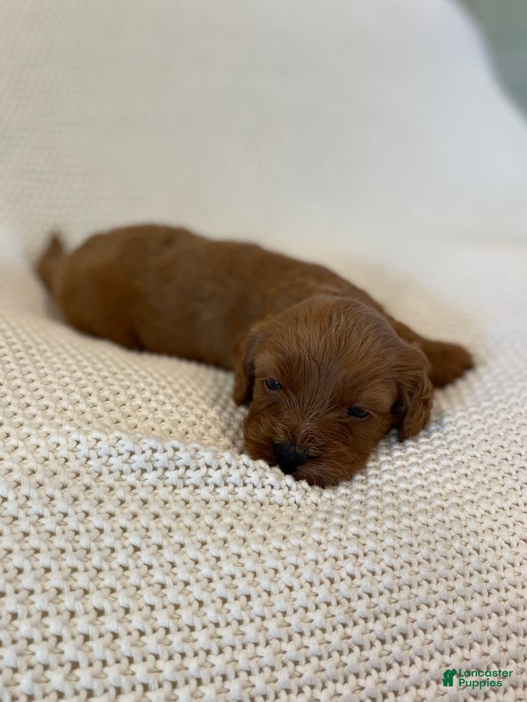 Cavapoo dogs for sale: Moose - Image 12