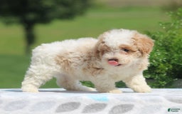 Maltipoo dogs for sale: Max - Image 7