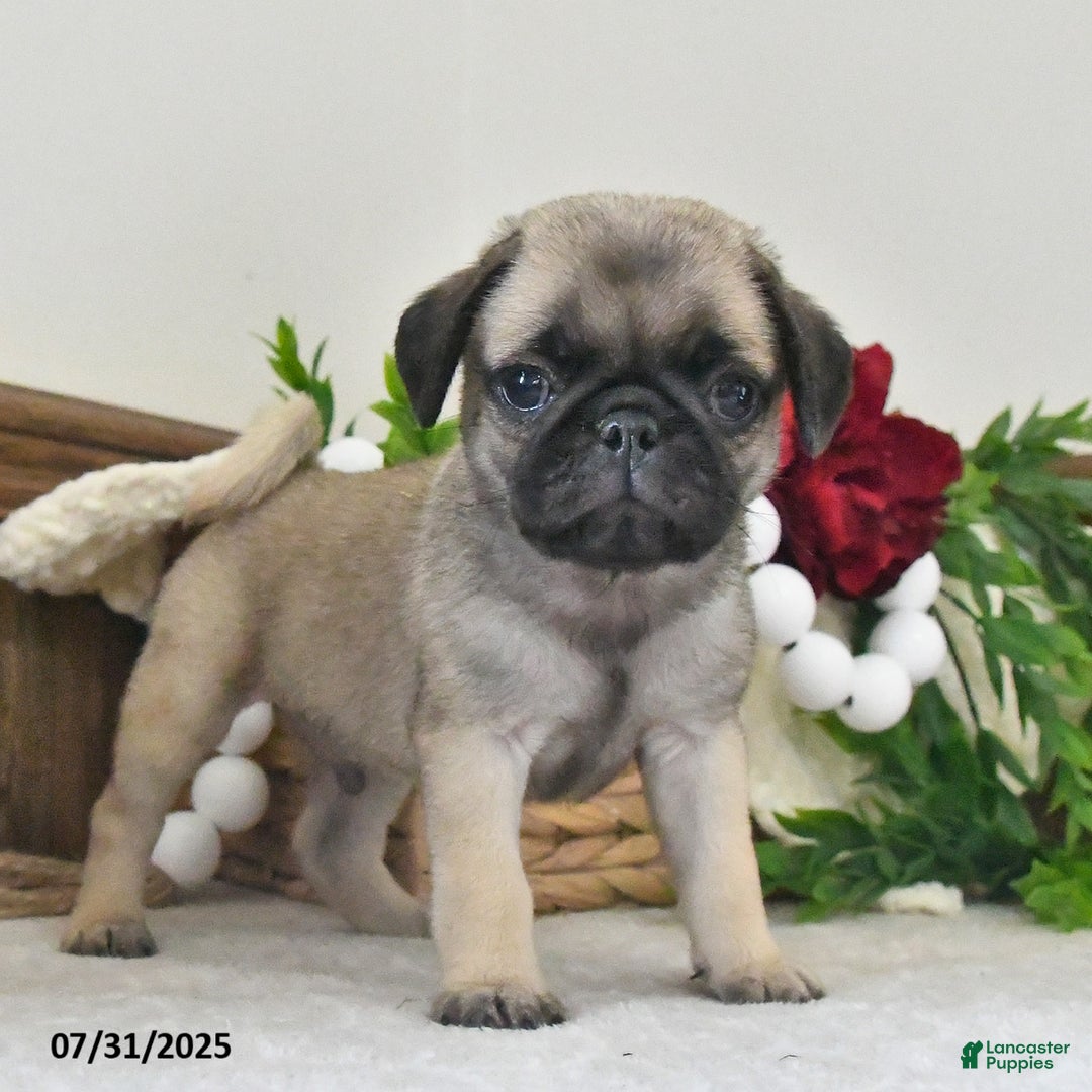 Puggle dogs for sale: Raindrop - Image 2