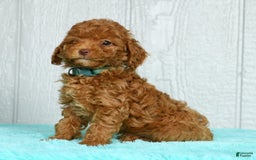 Cavapoo dogs for sale: Benji - Image 1