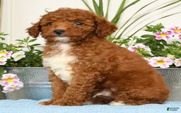 Miniature Poodle dogs for sale: Roger - Image 4