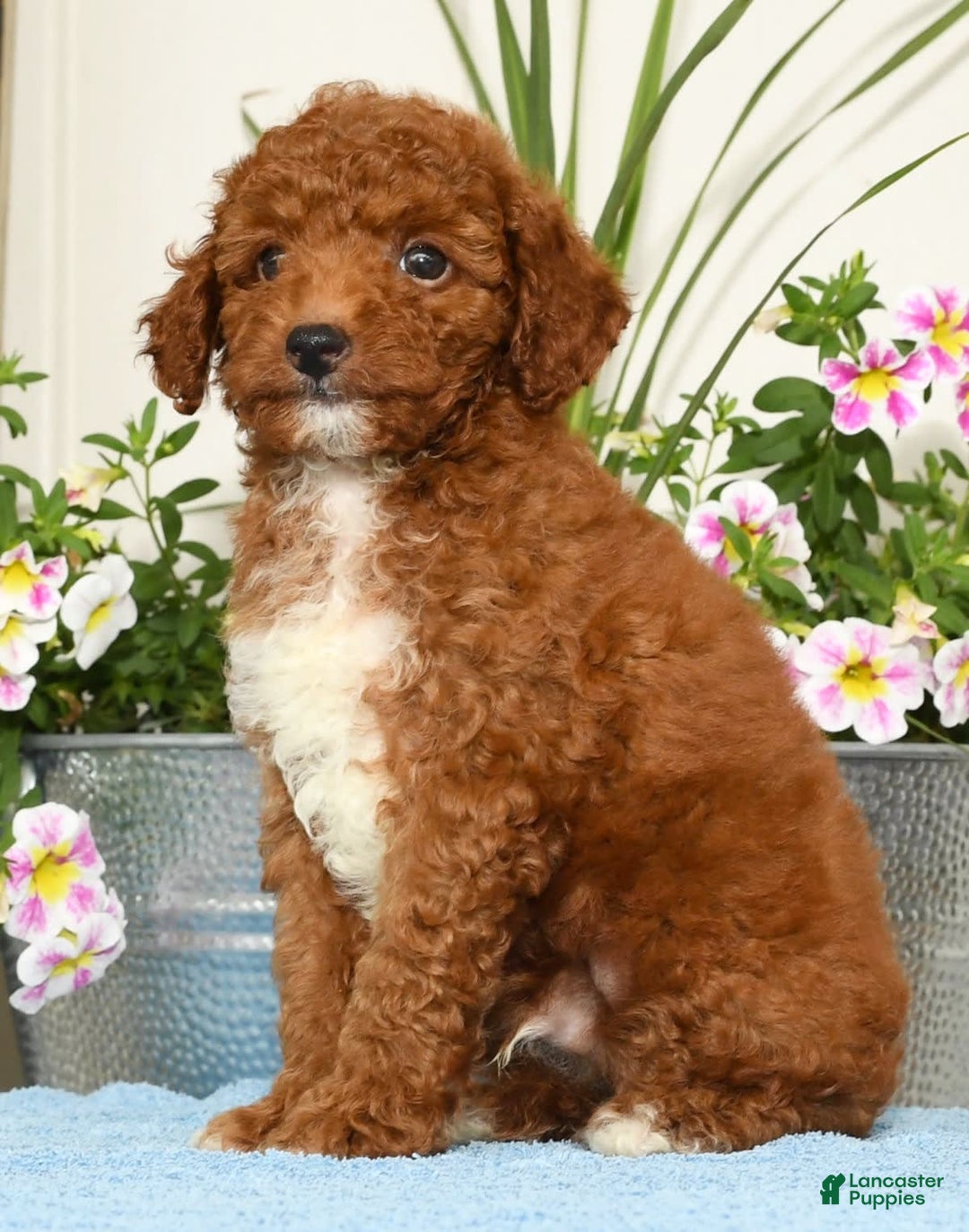 Miniature Poodle dogs for sale: Roger - Image 4