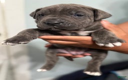 Cane Corso dogs for sale: Brownie - Image 6