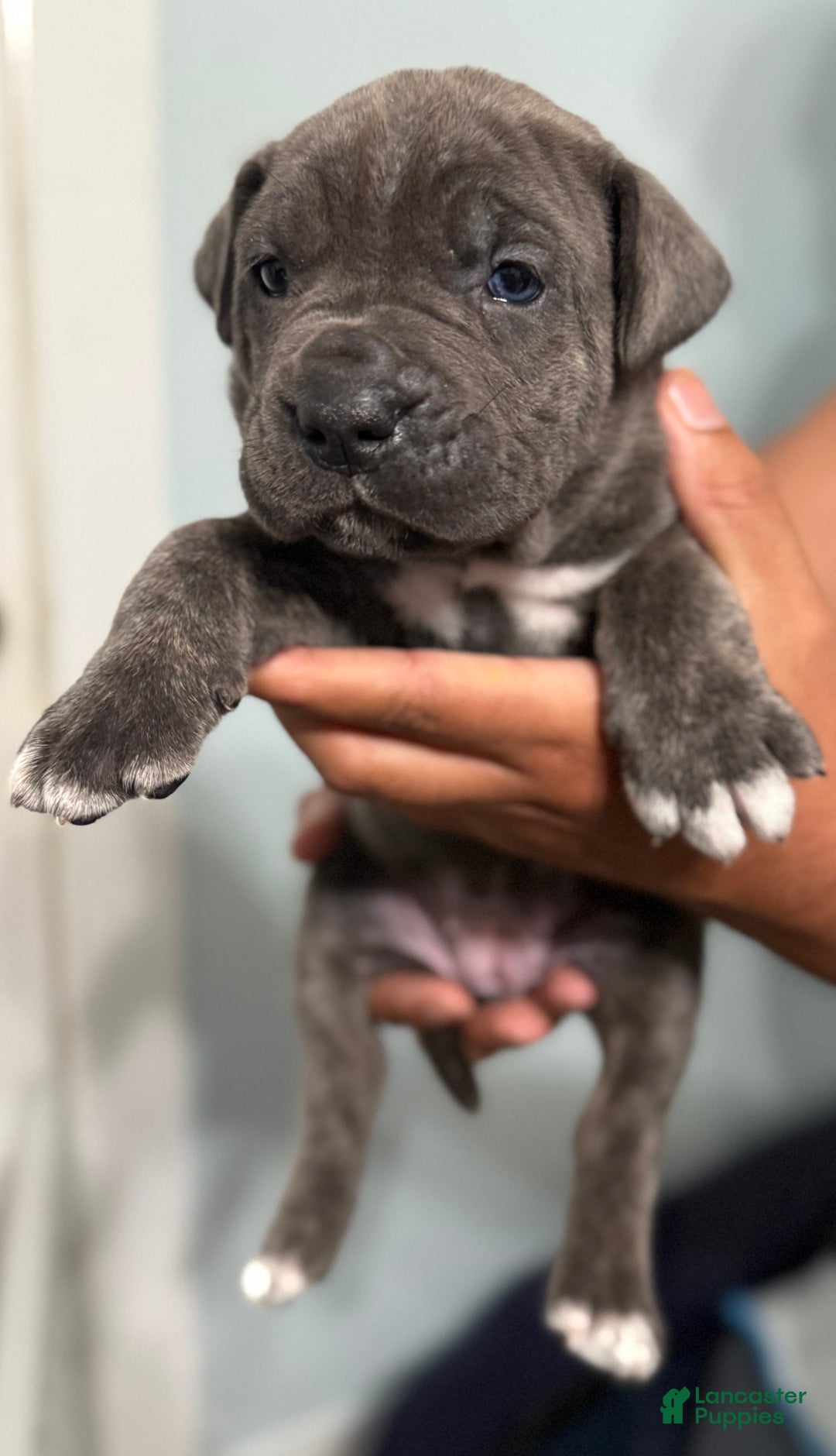 Cane Corso dogs for sale: Brownie - Image 6