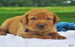 Labrador Retriever dogs for sale: Chipotle - Image 2