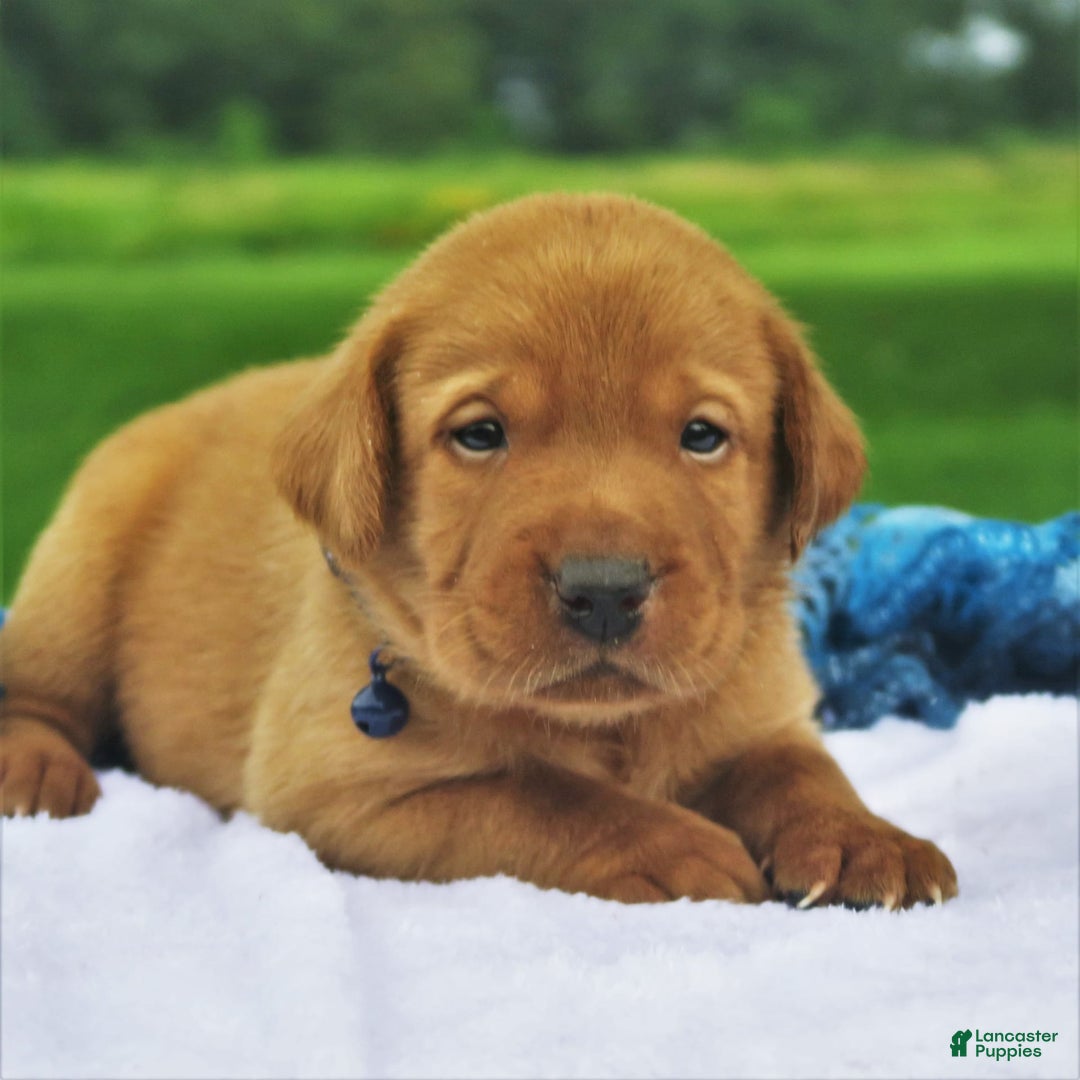 Labrador Retriever dogs for sale: Chipotle - Image 2