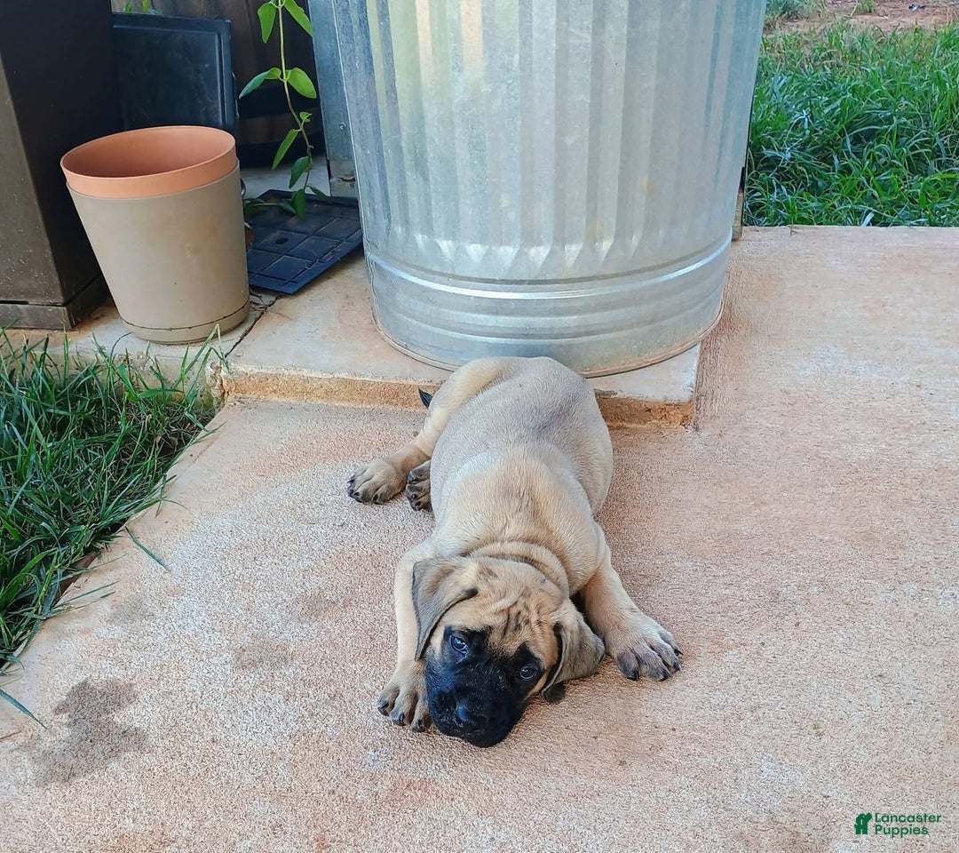 English Mastiff dogs for sale: Khaki Boy🤎 - Image 3