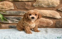 Miniature Poodle dogs for sale: Beauty - Image 1