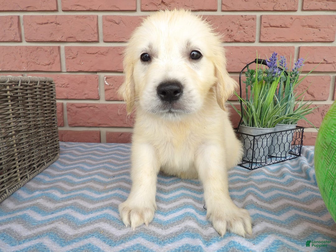 Golden Retriever dogs for sale: Golden Retriever 5 puppies - Image 2