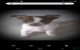 Chihuahua dogs for sale: Chihuahua 3 puppies - Image 2