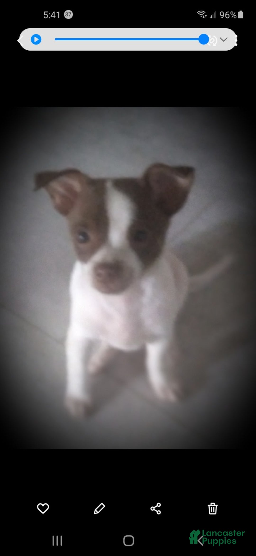 Chihuahua dogs for sale: Chihuahua 3 puppies - Image 2