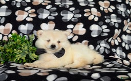 Pomeranian dogs for sale: Keifer - Image 3