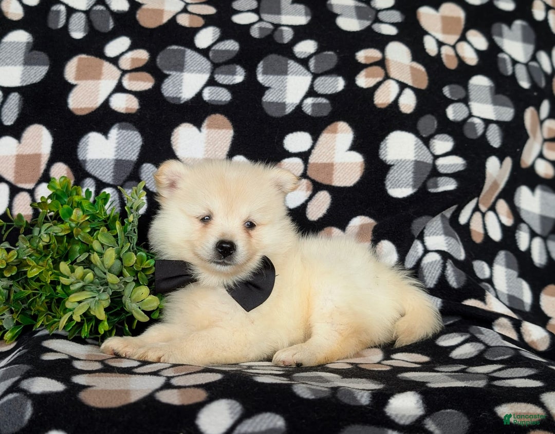 Pomeranian dogs for sale: Keifer - Image 3
