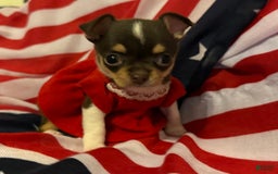 Chihuahua dogs for sale: Fancy Stance - Image 4