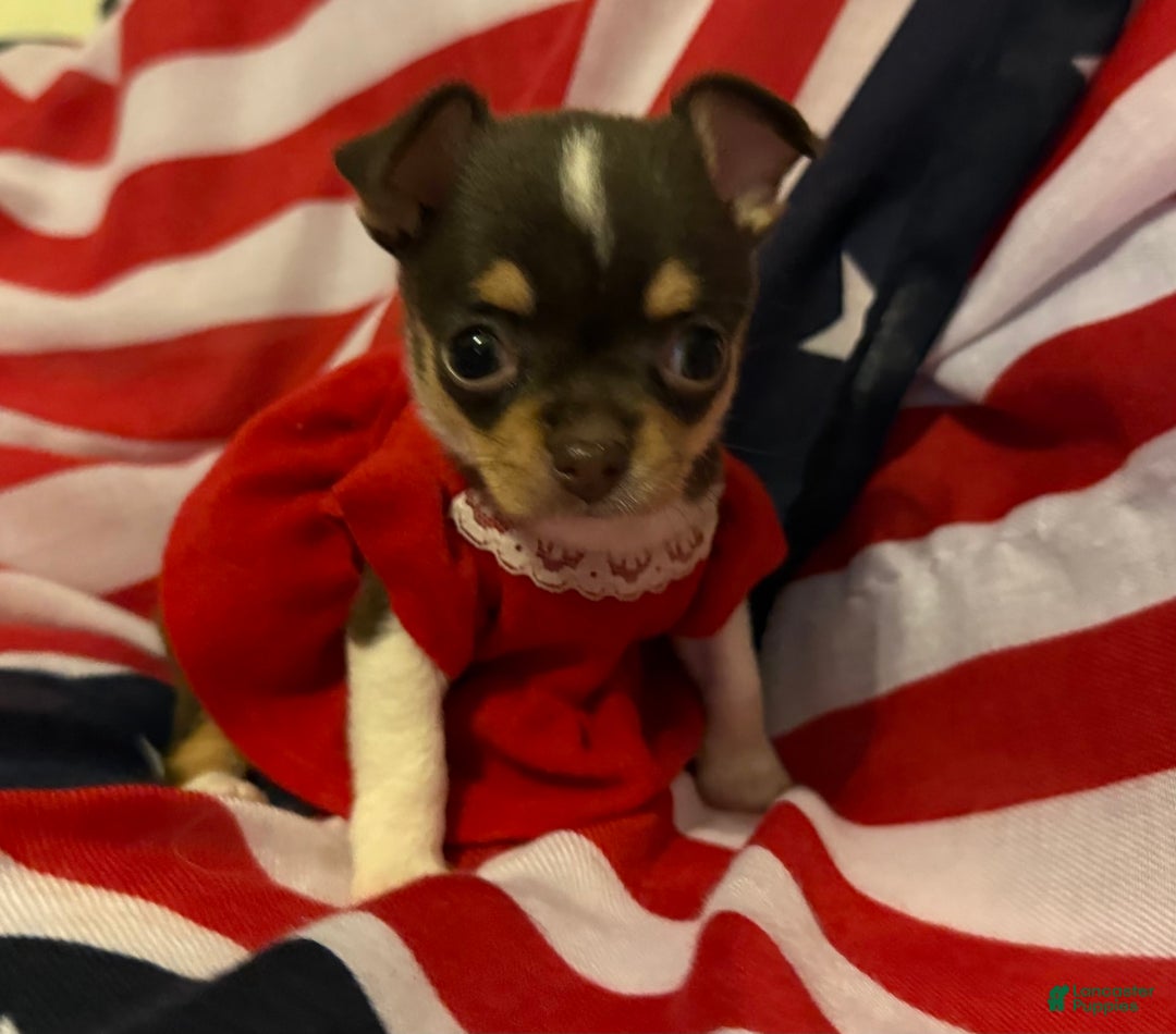 Chihuahua dogs for sale: Fancy Stance - Image 4