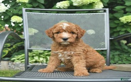 Mini Goldendoodle dogs for sale: Leo - Image 1