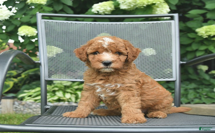 Mini Goldendoodle dogs for sale - Ad 5