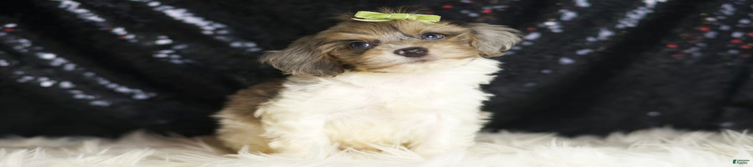 Zeke