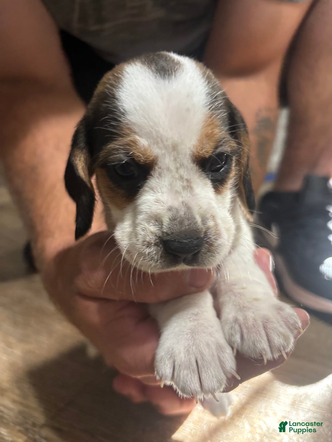 Beagle dogs for sale: Cooper - Image 3