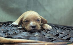 Cockapoo dogs for sale: Ruffnut - Image 7