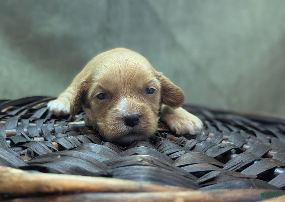 Cockapoo dogs for sale: Ruffnut - Image 7