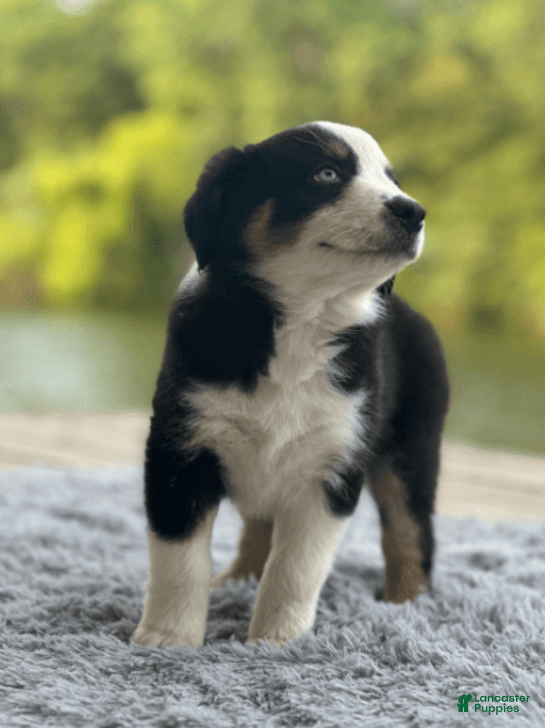 Australian Shepherd dogs for sale: Alejandro-ollie - Image 11