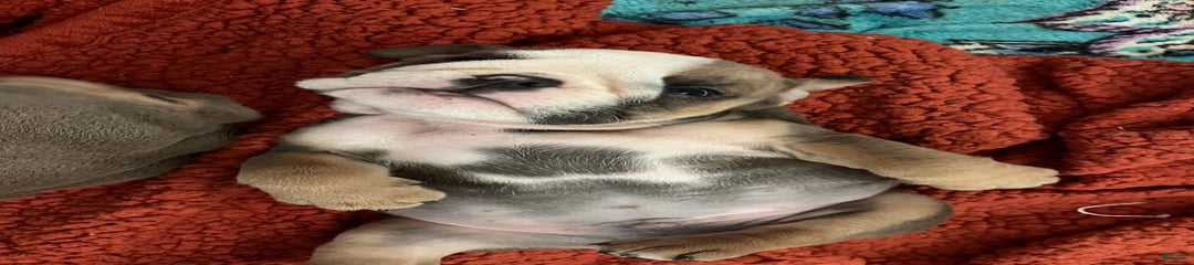 Juan