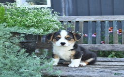 Welsh Corgi Pembroke dogs for sale: Hunter - Image 5