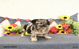 French Bulldog dogs for sale: Harley - Image 1