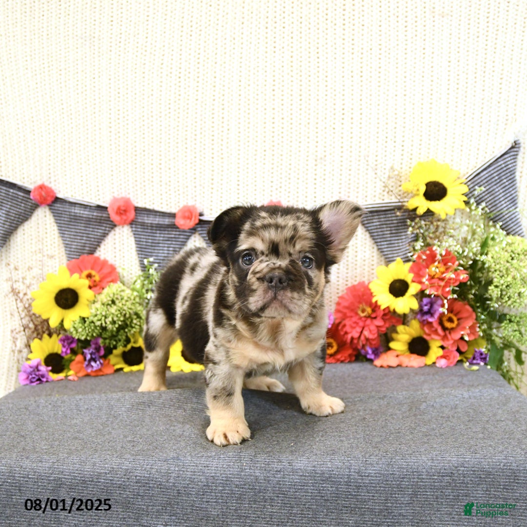 French Bulldog dogs for sale: Harley - Image 1