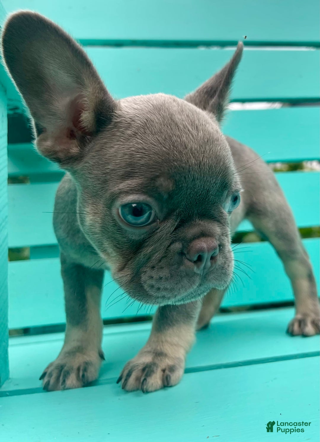 French Bulldog dogs for sale: Luna - Image 39