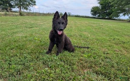 German Shepherd dogs for sale: Barkley - Image 2