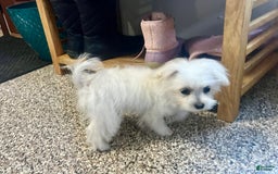 Maltipoo dogs for sale: Tina - Image 3