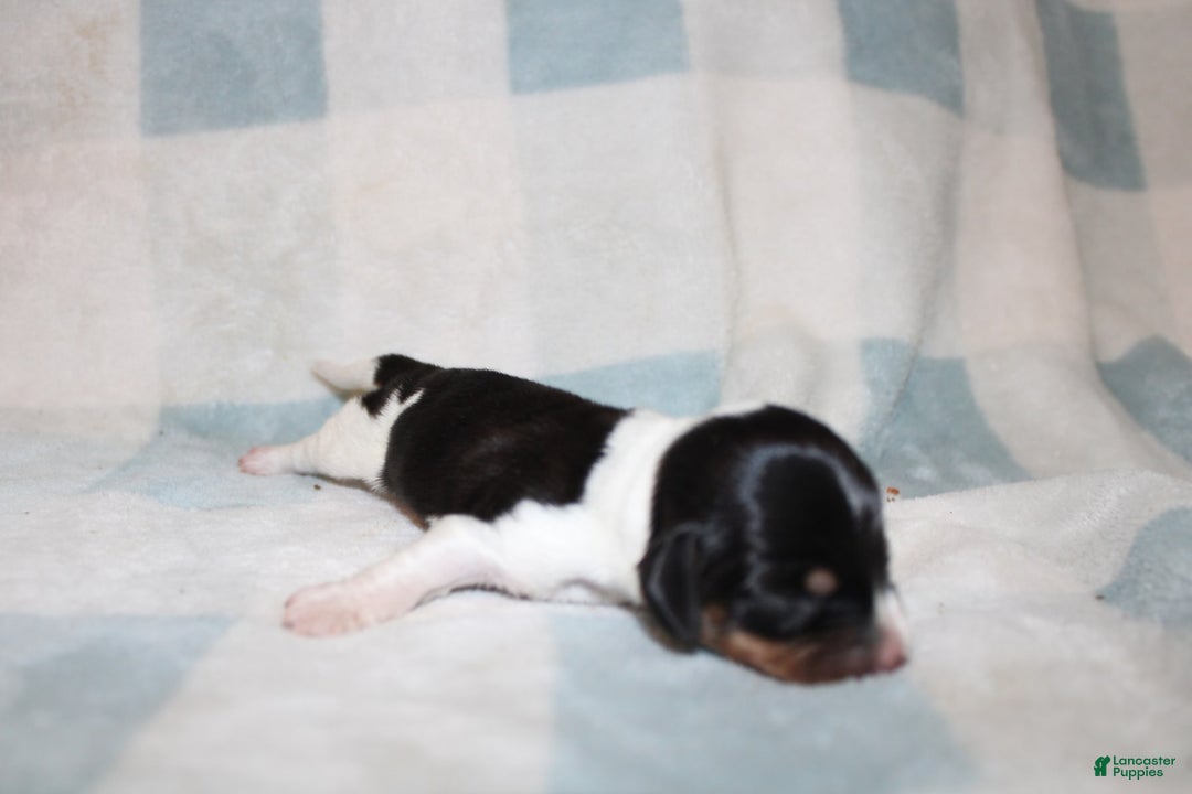 Miniature Dachshund dogs for sale: Mickey Mini - Image 5