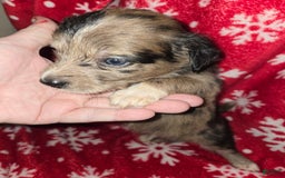Chihuahua dogs for sale: Chihuahua 8 puppies - Image 7
