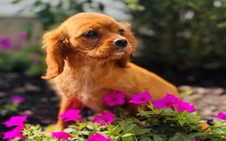 Cavalier King Charles Spaniel dogs for sale: Sunlight - Image 5