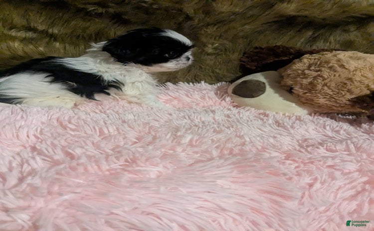 Shih Tzu dogs for sale - Ad 1