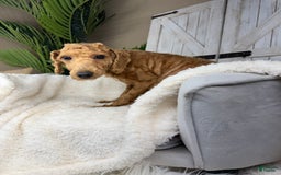 Miniature Poodle dogs for stud: Myra - Image 1