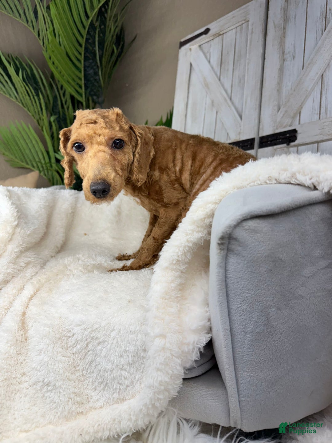 Miniature Poodle dogs for stud: Myra - Image 1